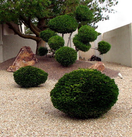 sophisticated desert garden maintained by Sun Lakes sprinkler repairs